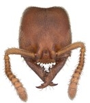 ant heads