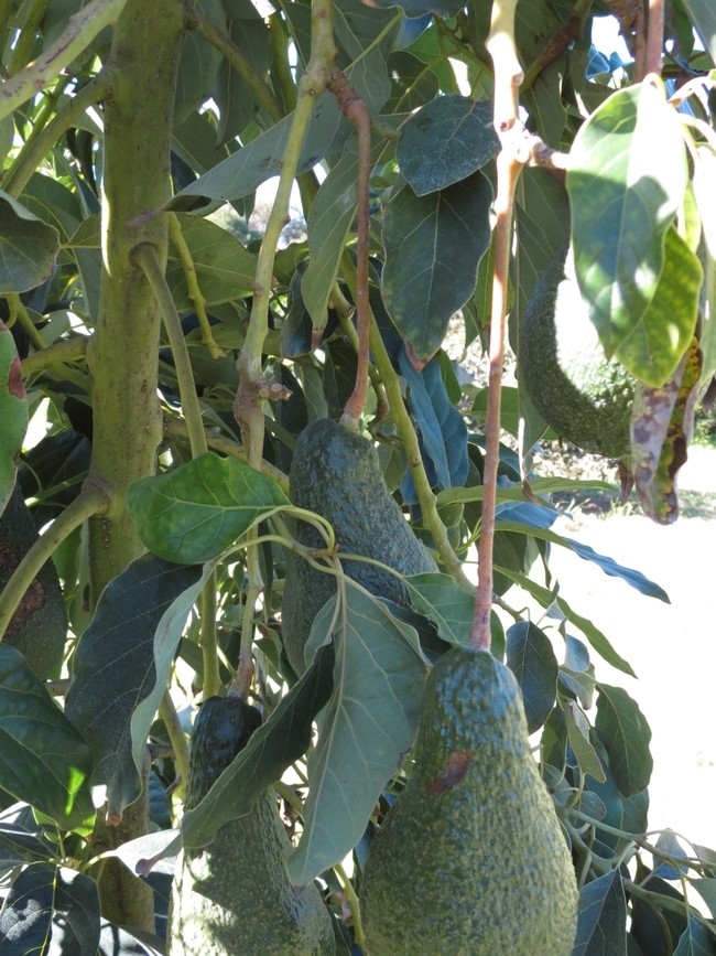 avocado stem damage