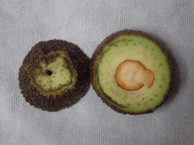 avocado brown vascualr bundels