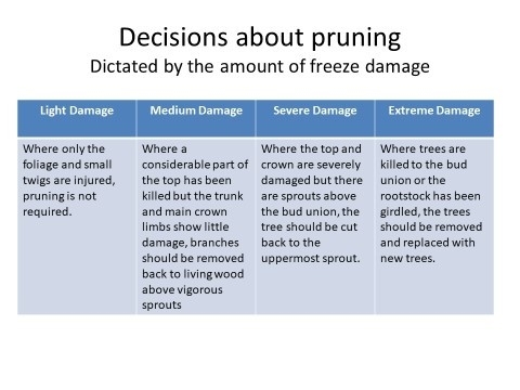 pruning decisions chart