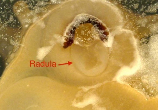snail radula