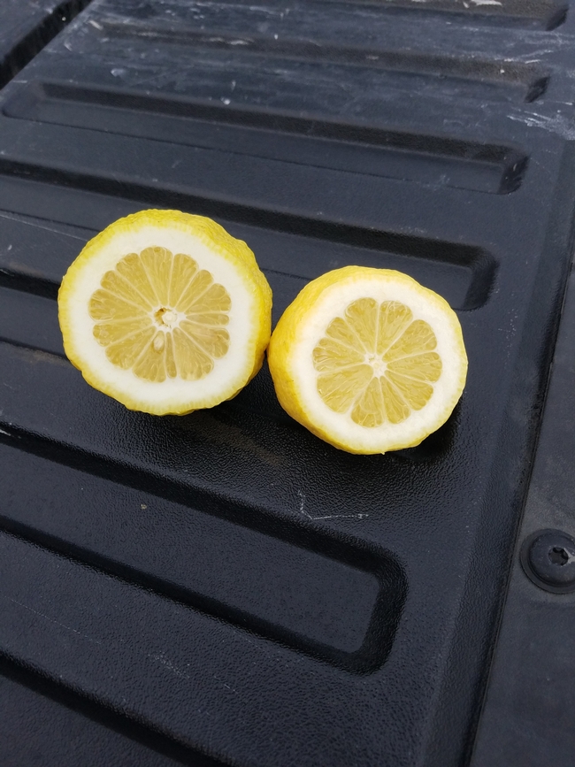 lemon fruit too much N peel