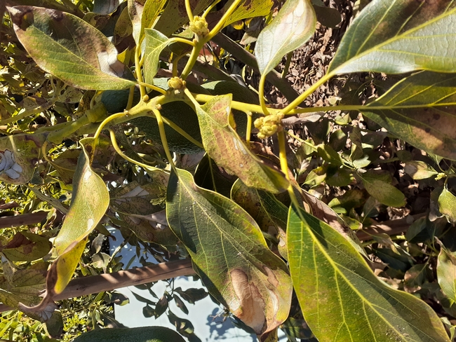avocado lace bug damage