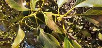 avocado lace bug damage for Topics in Subtropics Blog