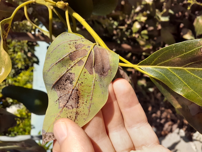 avocado lace bug damage and hnad