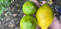 lemon oil spray damage for Topics in Subtropics Blog