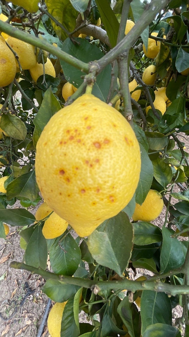 lemon cold wet exposure
