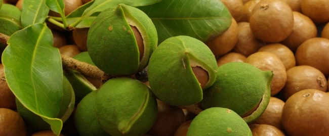 Macadamia nuts have a very hard seed coat enclosed in a green husk that splits open as the nut matures.