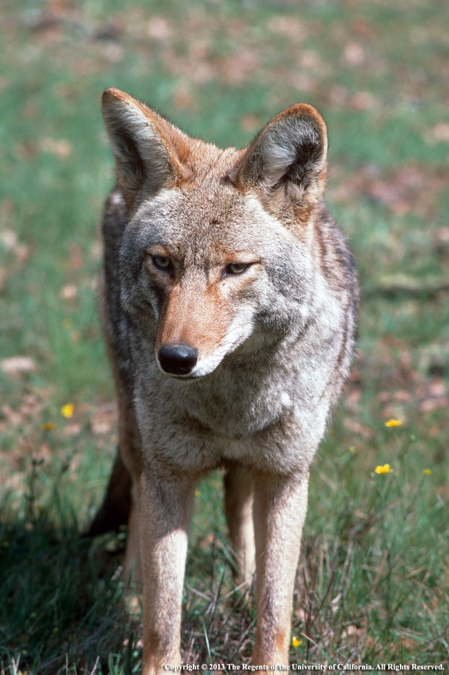 Coyote