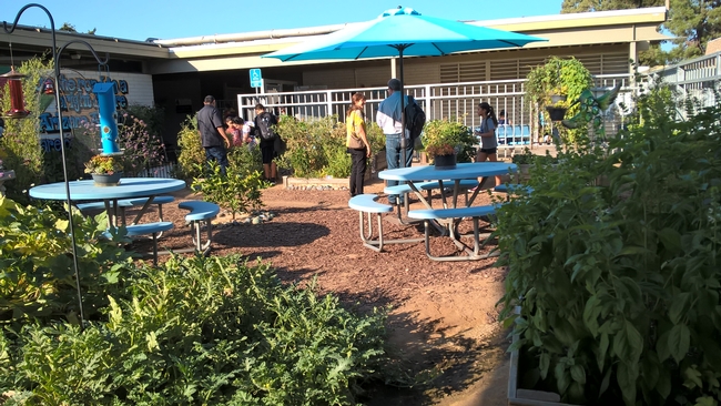 School garden at Arizona Middle
