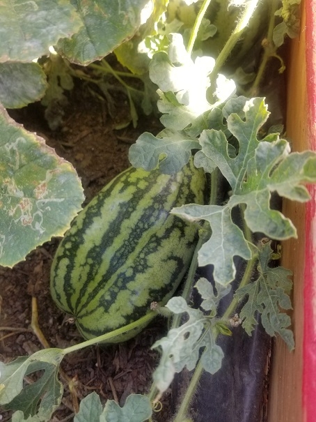 Watermelon grown here!