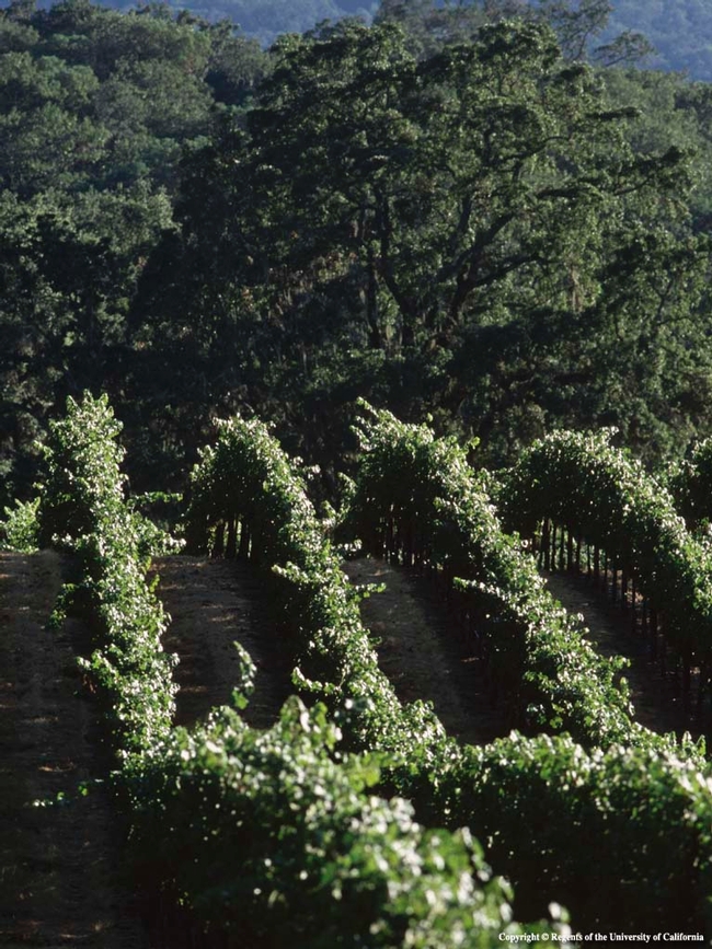 Vineyard in Alexander Valley