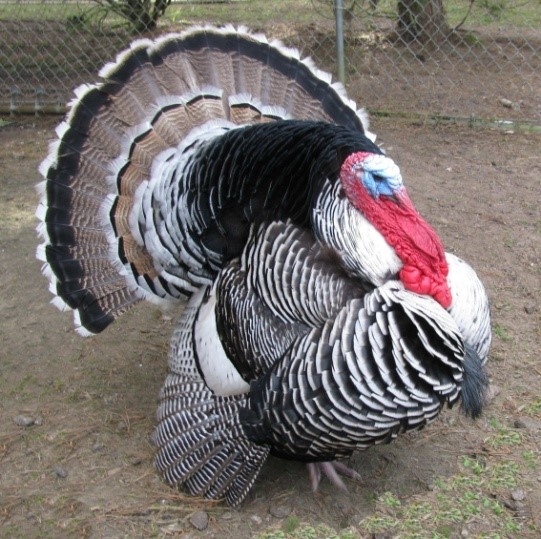 Full grown turkey