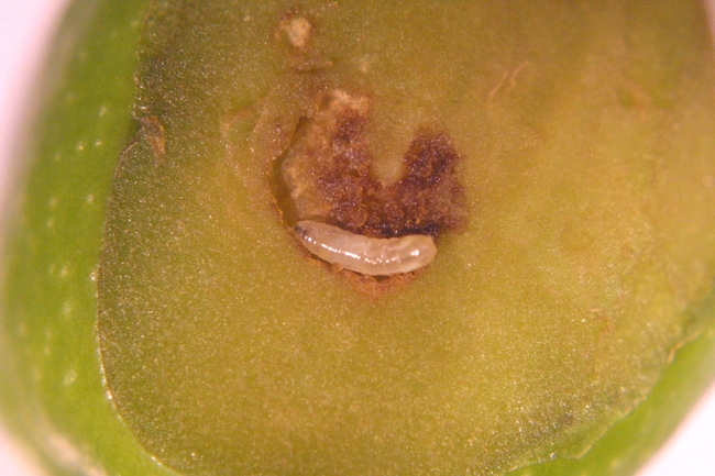 Olive Fruit Fly larvae