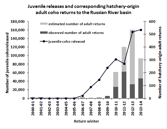 Juvenile releases and corresponding hatchery-origin adult coho returns to the Russian River basin