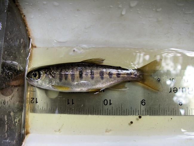 Taking measurements on juvenile coho salmon