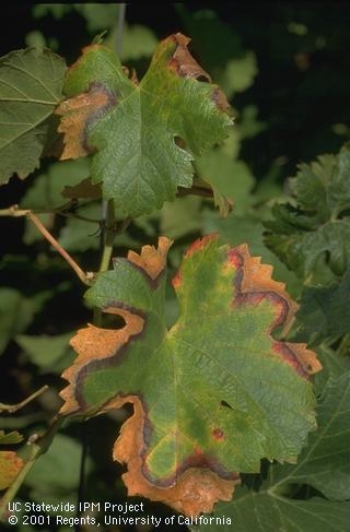 Leaf showing affects of Pierce's disease.