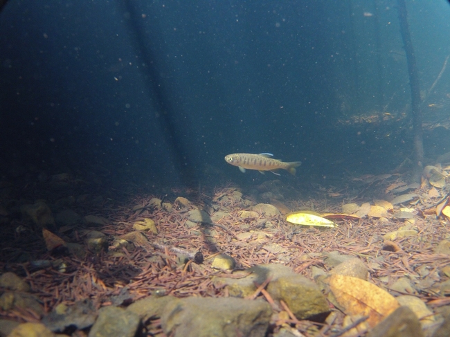 A juvenile coho salmon observed during a snorkel survey.