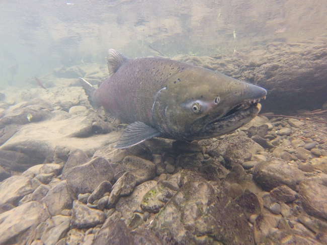 Chinook salmon in Pena Creek, 12/2/16