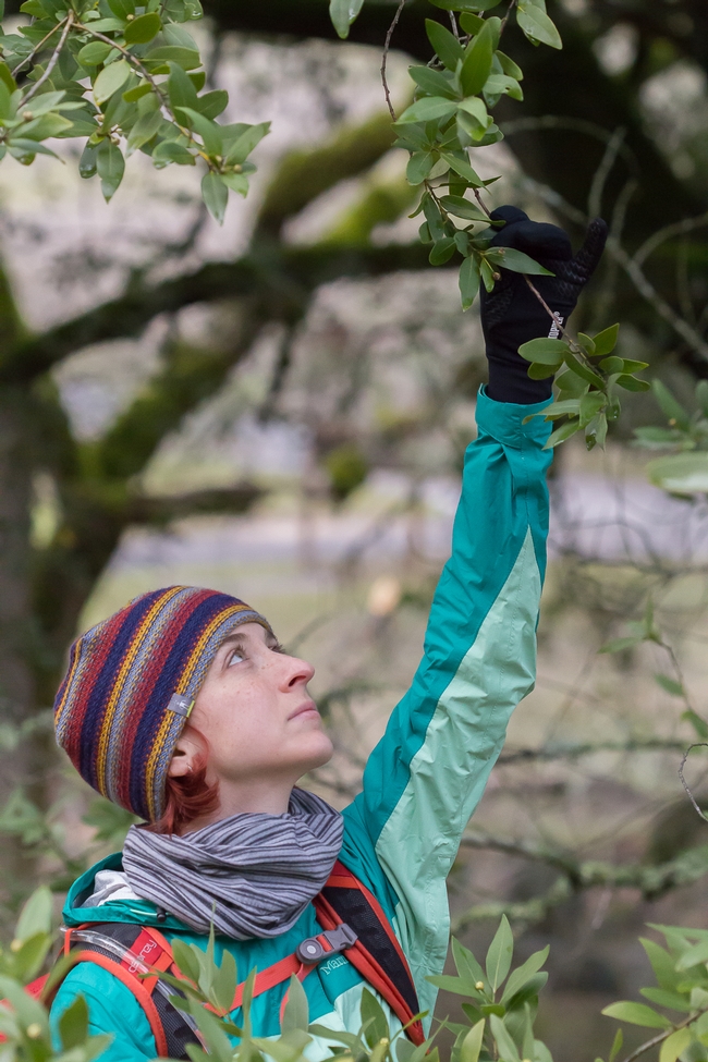 Kerry headshot - fieldwork OR Kerry Wininger assessing symptoms of Sudden Oak Death on a California Bay Laurel tree at Fairfield Osborn Preserve on Sonoma Mountain January 2016