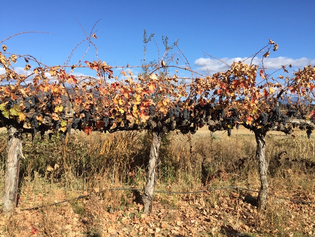 Stuhlmuller left grapes on the vine after smoke from the Kincade Fire made them unmarketable.