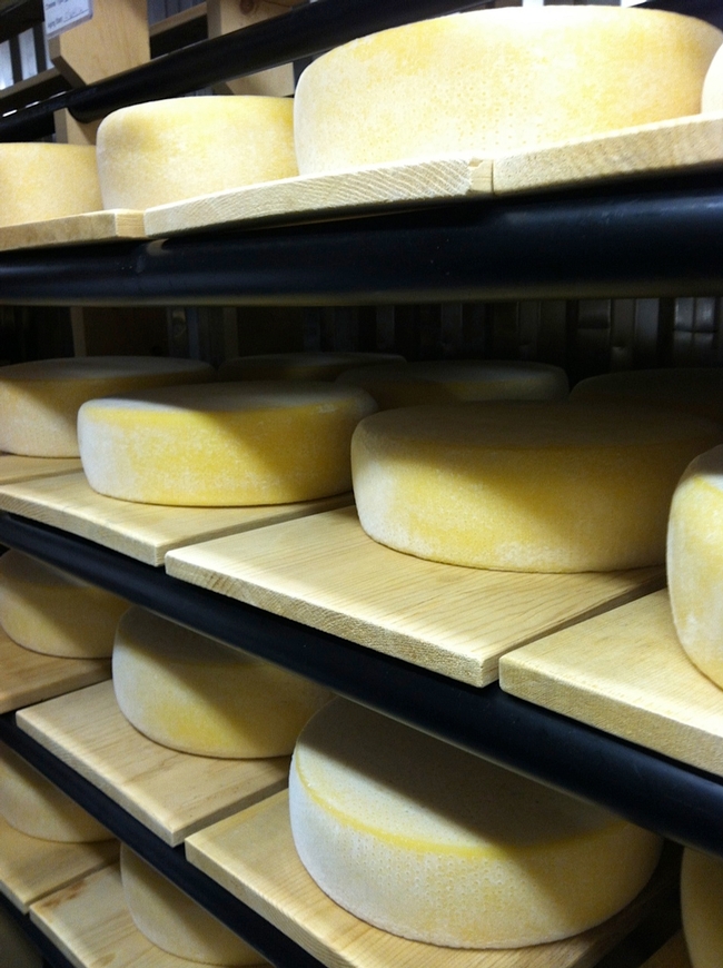 Cheese Aging