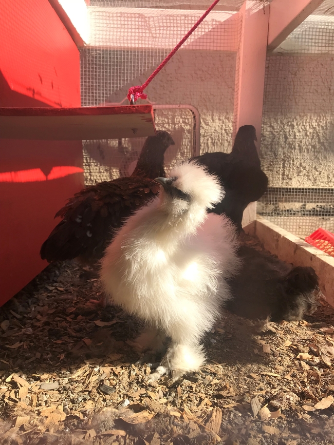 Silkie chick