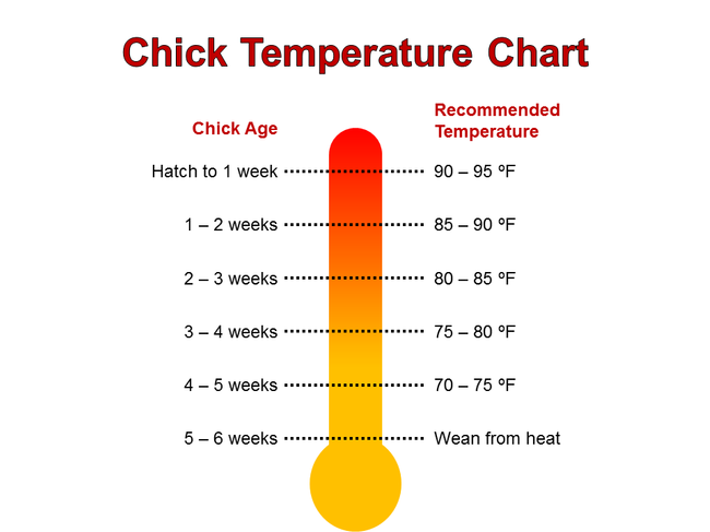 Chick Temperatures