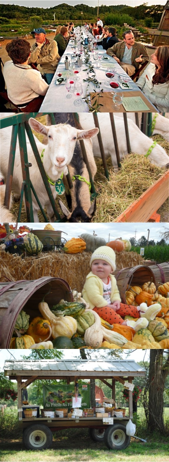 Agritourism collage