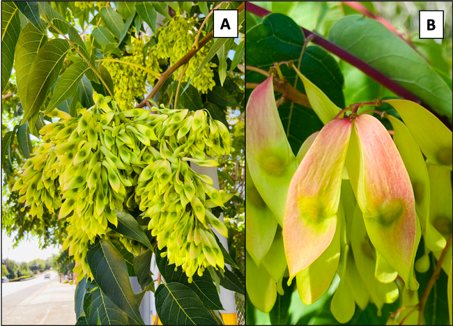 Figure 2. Female trees can produce more than 300,000 red, yellow and green “samaras” that each contain one seed covered by a winged and papery tissue used in wind dispersal. Credit: Cindy R. Kron, UC IPM.