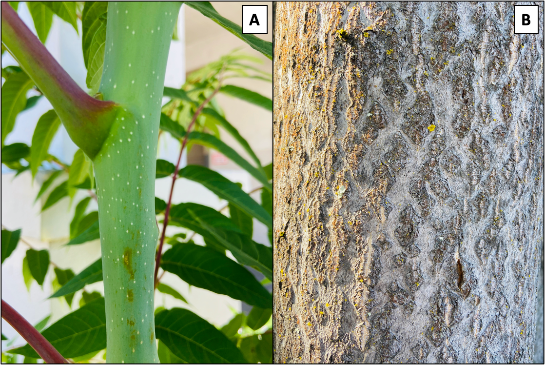 hard plant stem bark