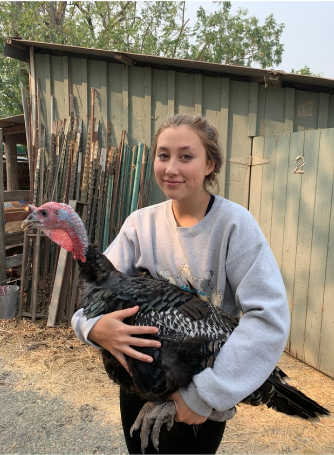 Brylee Aubin holds a heritage breed turkey. Each project member is responsible for the feed and care of their turkeys. Photo by Shauna Aubin Brylee Aubin holds a heritage breed turkey. Each project member is responsible for the feed and care of their turkeys. Photo by Shauna Aubin