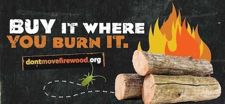Firewood.ca.gov