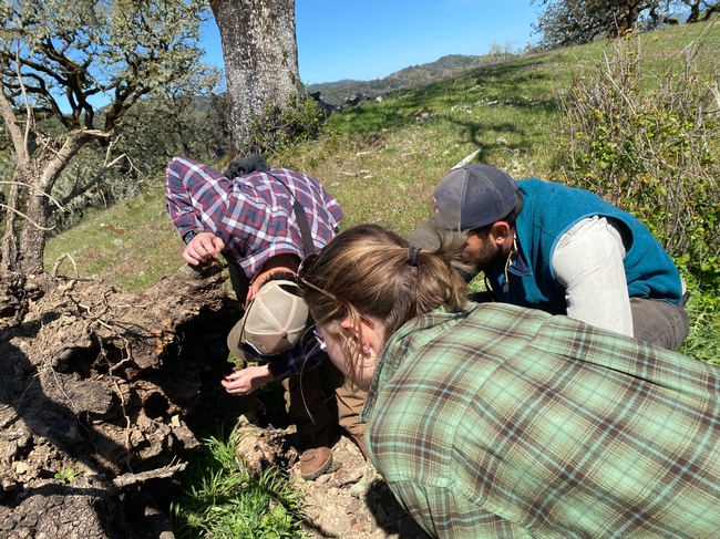 UCCE Staff conduct site visit and discuss forest health and vegetation management with landowner. Photo credit UCCE Sonoma