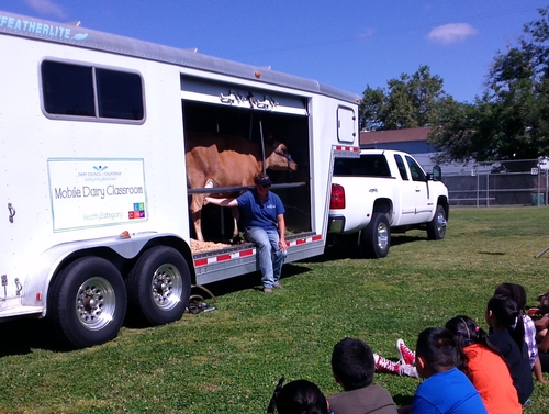 Here Buttercup's handler squirts milk out into the crowd of students.