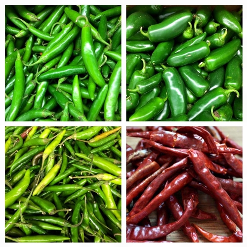 Top row right to left: Chili serrano, Jalapenos.  Bottom row right to left: Thai peppers, dried abrol peppers.