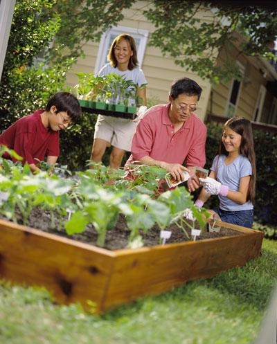 Can I Buy Plants with SNAP? A Guide to Growing Your Own Food