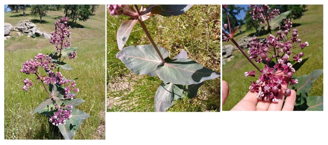 Figure 2. Some examples of the photos that are helpful to successfully ID a plant: a picture of the whole plant, and close-ups of the leaves and flowers. This example is Asclepias cordifolia, heart-leaf or purple milkweed, photographed in eastern Fresno County.