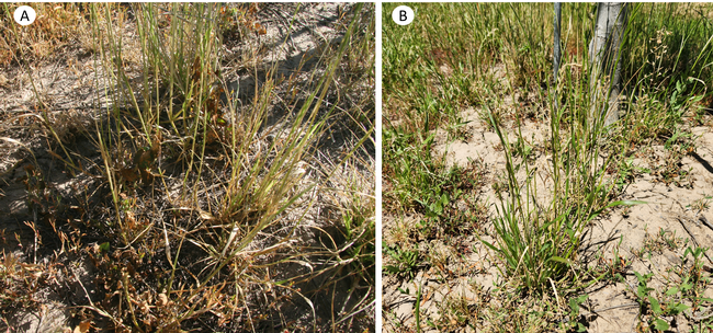 Figure 3. Italian ryegrass infestation in an organic walnut orchard: 4 days after application of organic herbicides (a) and 14 days after application of organic herbicides (b). Photo by Clebson Gonçalves.