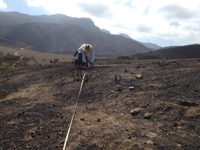 Field assistant Dwight Williams, working with Justin Valliere in the Santa Monica Mountains National Recreation Area in southern California. Here, Williams prepares for research by laying out nitrogen fertilization plots in an area burned by the Springs Fire of 2013. (Photo by Justin Valliere)