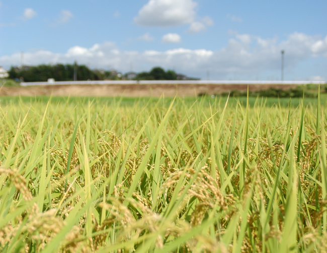 Rice field (photo: Brad Hooker)