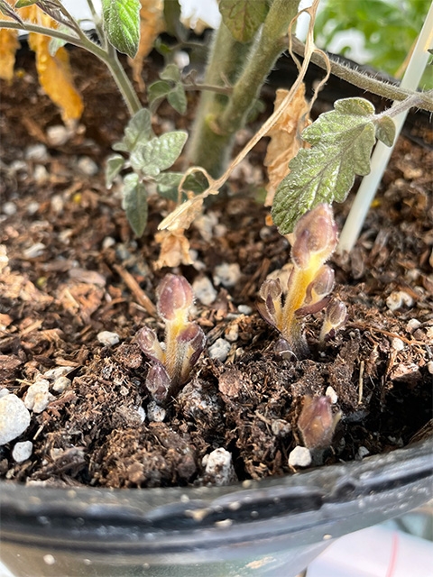 Photo 6: Stalks of Orobanche ramosa emerge from soil as part of research in the Contained Research Facility at UC Davis where scientists work in a secure environment. (Pershang Hosseini/UC Davis)