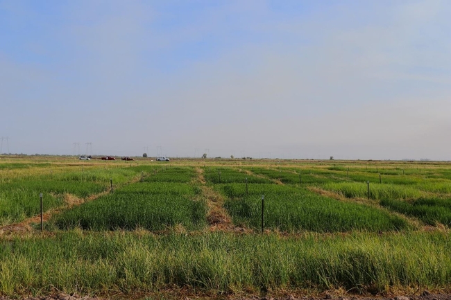 Figure 2. Zembu treated rice plots in 2021. The distinct dark green rice leaves are observed in the Zembu treated plots. The plots with the lighter green are the nontreated and demonstrate the weed pressure in the field.