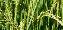 Rice (photo: Brad Hooker) for UC Weed Science Blog