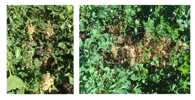 Figure 1 and 2. Dead stems showing symptoms of shepherd's crook in alfalfa.