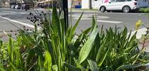 Plantago lanceolata is an invasive plant commonly known as ribwort plantain. It can be dormant for up to 177 years before expanding. (Mohsen Mesgaran/UC Davis) for UC Weed Science Blog