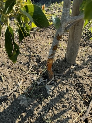 Image 5. Avocado trunk damage