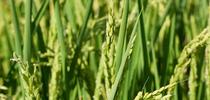 Rice (photo credit: Brad Hooker) for UC Weed Science Blog