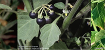 Figure 1. From left to right: Silverleaf nightshade (Solanum elaegnifolium), Black nightshade (Solanum nigrum), Hairy nightshade (Solanum physalifolium). Weeds in the nightshade family can be found in orchards and in annual crops. Silverleaf nightshade produces silver green leaves, violet flowers, and yellow berries. Black and hairy nightshades produce white flowers and black berries. UC IPM. for UC Weed Science Blog