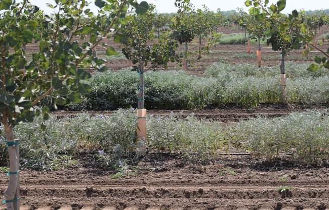 Figure 2. Silverleaf nightshade (Solanum elaeagnifolium) in a pistachio orchard in Tulare County.